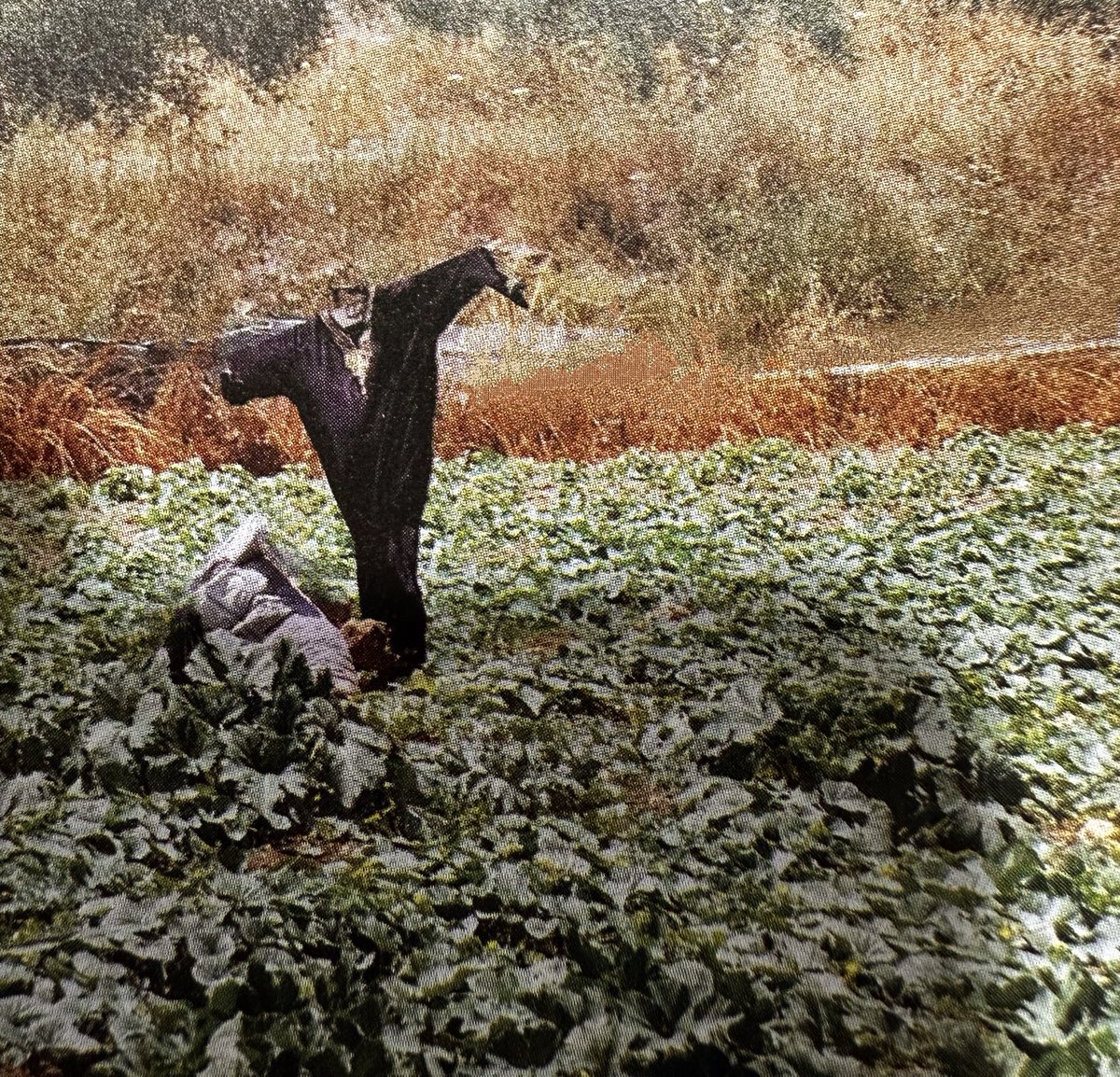 رفّ الاحتمال درب الصباح مساء

رفّ الاحتمال جديد الرجاء

اصرار يتشاوف بك

يتضرّع بكلماته الخرساء في العيون صلاة

#هاشم_ذياب