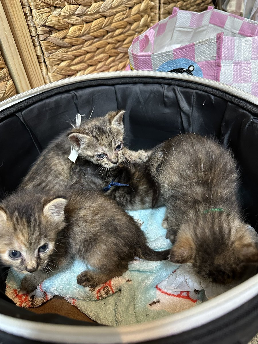 everypawdy's tweet photo. スタッフTです🐱

【生後1ヶ月未満の子猫4匹ミルボラさんにお願いしました！】

昨日、一般の方が保護しここまで育ててくださっか子猫たちをお預かりしました✨

育ててくださったご夫婦はとても良い方で子猫たちのために用意したミルクやシートも寄付してくださいました
ここまで育てて可愛がってくださっていたので、その想いとともにミルボラさんにお願いしてきました🎵

ミルボラさんのところには先月お願いしたカミツレちゃんがいます😍
生まれたてで保護されてから久しぶりの再会✨

とっても元気に可愛く大きくなっていてとても感動しました🥹

本当に感謝しかありません✨✨

カミツレちゃんはミルボラさんのほうで里親様を見つけてくださり、と1ヶ月ほどしたらずっとの家族の元へ行くことになっています☝️

元気に幸せになってね💕

#保護猫 #ほごねこ #保護猫を家族に #拡散希望 #拡散希望RPお願いします #拡散希望RPご協力お願い致します #里親募集 #里親募集中 #ねこすたぐらむ #こねこすたぐらむ #にゃんすたぐらむ