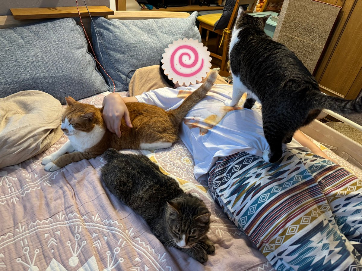 帰宅した人間が外で受けたストレスを忘れるためのフォーメーションを迅速に展開するとても訓練された猫たち。