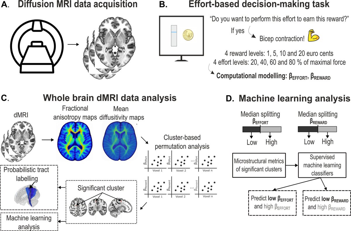 Happy to share our new preprint: “White matter microstructure predicts effort and reward sensitivity”.
Great machine learning work by Nam Trinh as part of his PhD, in collab with: <a href="/PTVassiliadis/">Pierre Vassiliadis</a>, <a href="/DuqueLab/">DuqueLab</a>, <a href="/tomasward/">tomasward</a>.
Link: biorxiv.org/content/10.110…