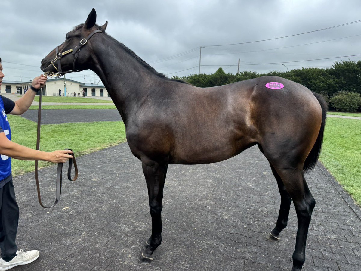 今日も落札できました
行く先も船橋、門別、名古屋、大井、園田と全国各地に決まっています。
頑張れアルクトス軍団！