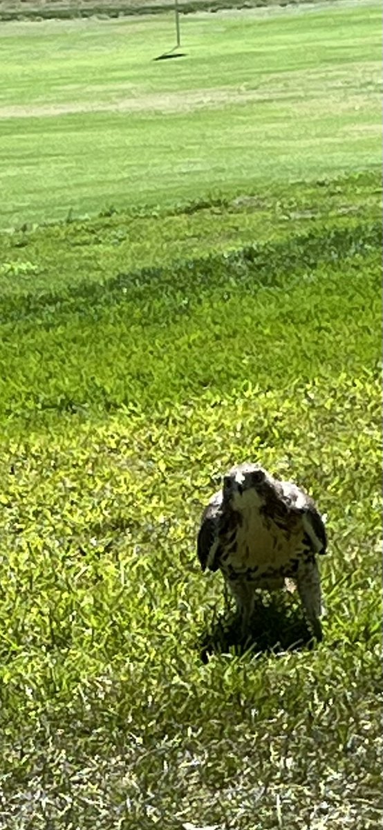 Day two in the past. Had a home team visitor stop by for a little snack on a birdie yesterday. Glad we could accommodate him !!!