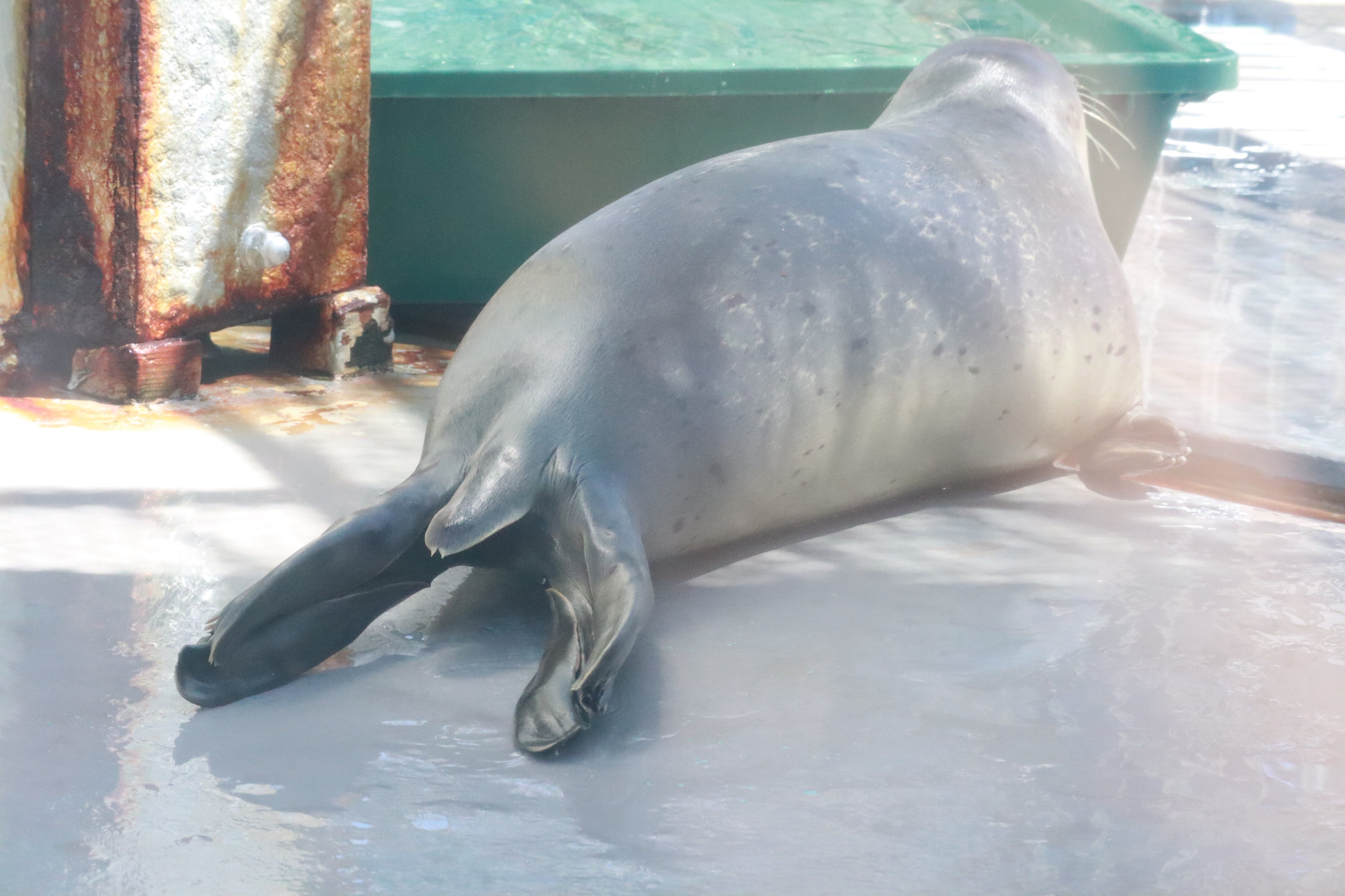 みんなのアイドル　海獣　タマちゃん　青色ソフビ　マルサン　タグ付き　カバー有り みんなのアイドル 海獣 タマちゃん 青色ソフビ マルサン タグ