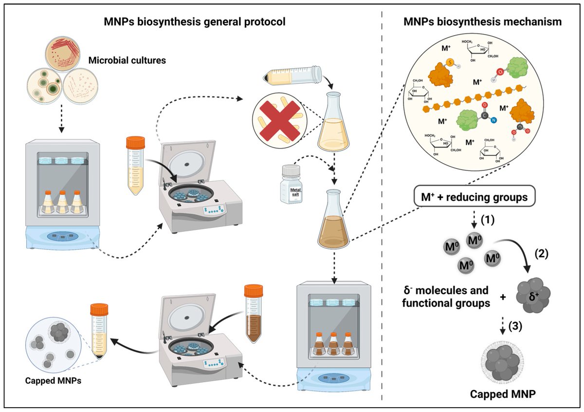 Micro_MDPI's tweet image. 🦠This paper is focused on metal nanoparticles (MNPs), their antimicrobial properties, and their biosynthesis mechanisms.
🔎Read more at: mdpi.com/2076-2607/11/2…
#metallic #nanoparticle #nanotechnology