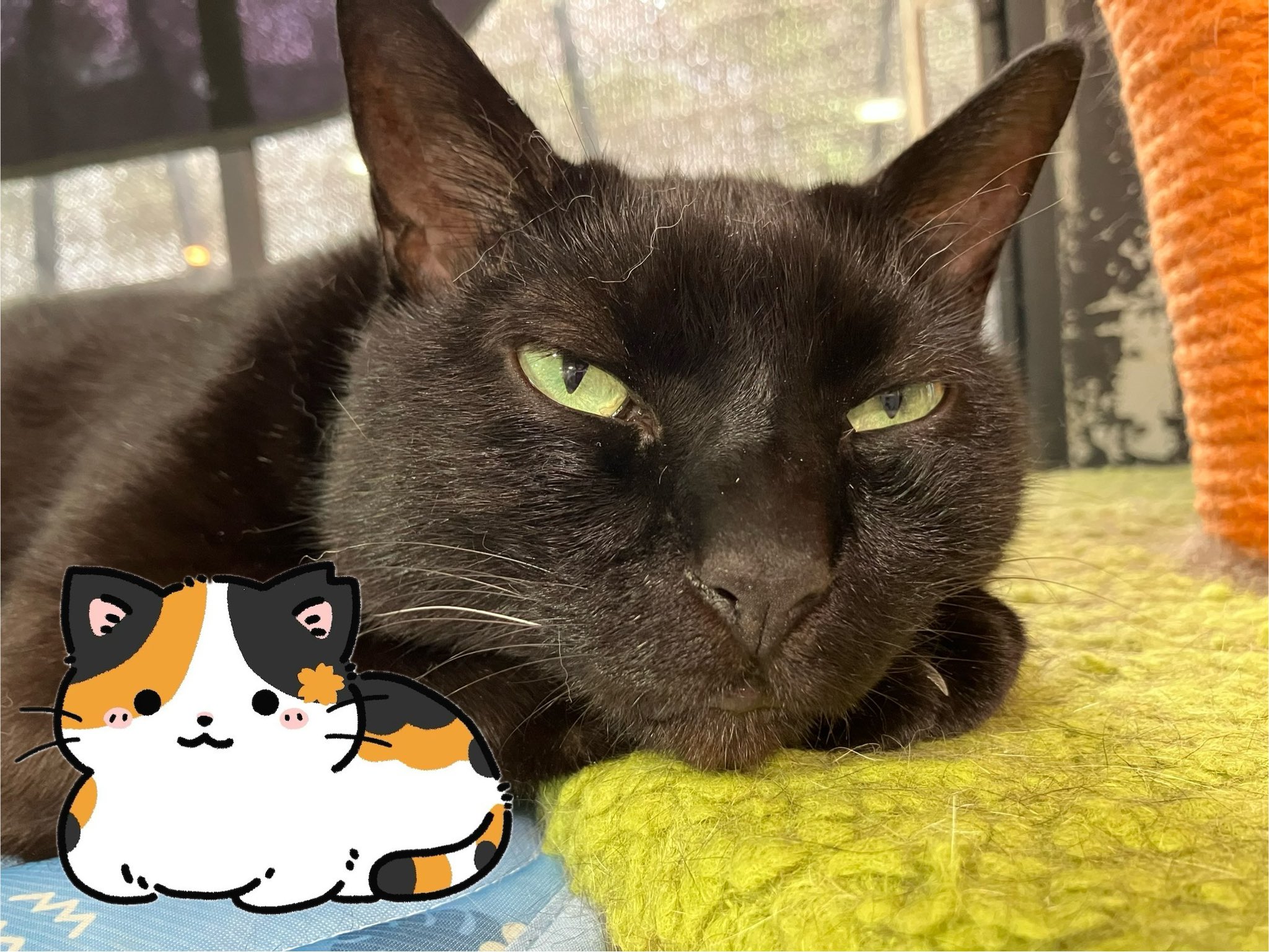 ♡よーにゃんさまご確認用♡ さくらにゃん🌸🐾【地域猫のキャラ】🎐 on X: 