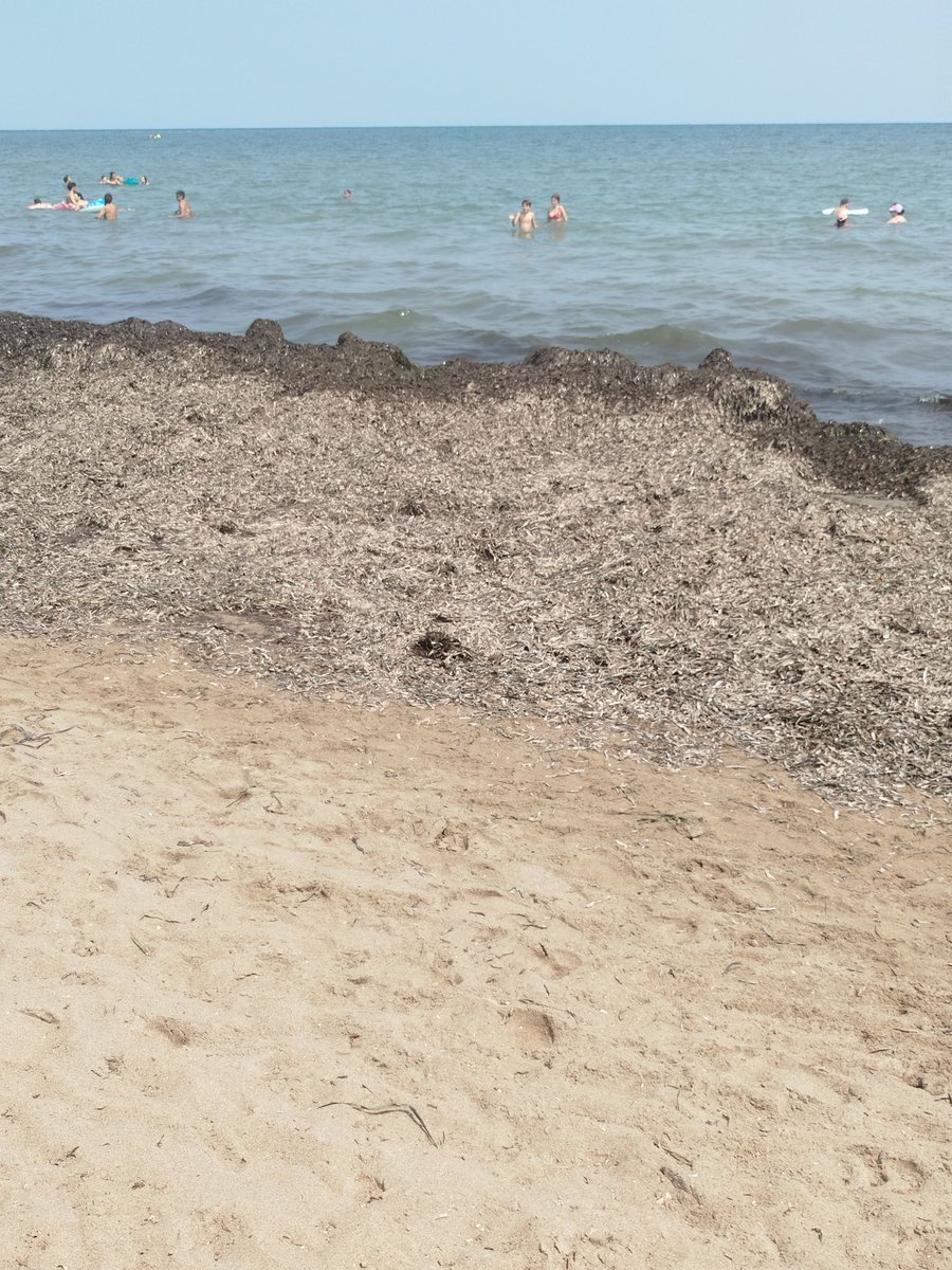 Dénia,cuidad turística por excelencia.
Playa Les Marines :
Posidonia que ya ha hecho su función de oxigenar el mediterráneo y ahora falta el oxigeno para los que estamos en el Mediterráneo,debido a su olor pestilente.
Se ponga .. cómo se ponga los progres y Sr Alcalde de Dénia