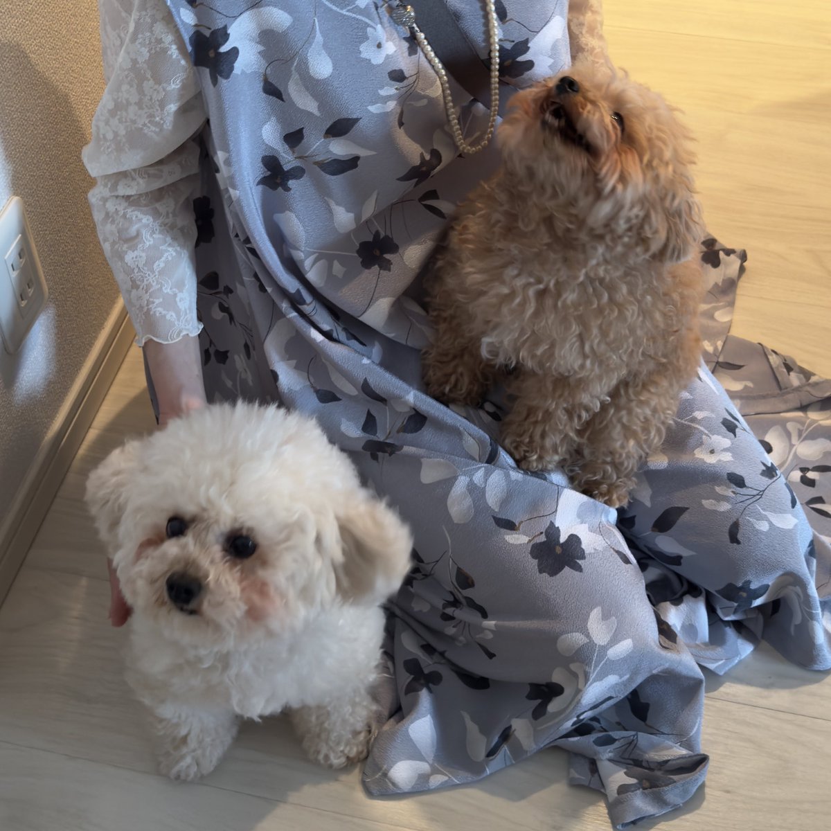 嬉しいときは犬もにっこり笑う