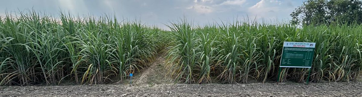 IFFCO UP (@iffco_up) on Twitter photo भारतीय गन्ना अनुसंधान केंद्र ,लखनऊ में गन्ने की फसल उत्पादकता वृद्धि पर नैनो डीएपी एवं नैनो यूरिया के इंपैक्ट एनालिसिस के लिए लगाये गये ट्रायल मे गन्ना की फसल की वृद्धि अच्छी दिखाई पड़ रही है l <a href="/IFFCO_PR/">IFFCO</a> <a href="/IFFCOCropSolns/">IFFCO Marketing</a> <a href="/Iffco_Yatendra/">Yatendra Kumar</a> <a href="/iffcoyogendra/">Yogendra Kumar</a> <a href="/jdabureau/">Krishi Vibhag Gov UP</a> <a href="/KiritkrJPatel/">Kiritkumar J Patel</a> भारतीय गन्ना अनुसंधान केंद्र ,लखनऊ में गन्ने की फसल उत्पादकता वृद्धि पर नैनो डीएपी एवं नैनो यूरिया के इंपैक्ट एनालिसिस के लिए लगाये गये ट्रायल मे गन्ना की फसल की वृद्धि अच्छी दिखाई पड़ रही है l <a href="/IFFCO_PR/">IFFCO</a> <a href="/IFFCOCropSolns/">IFFCO Marketing</a> <a href="/Iffco_Yatendra/">Yatendra Kumar</a> <a href="/iffcoyogendra/">Yogendra Kumar</a> <a href="/jdabureau/">Krishi Vibhag Gov UP</a> <a href="/KiritkrJPatel/">Kiritkumar J Patel</a>