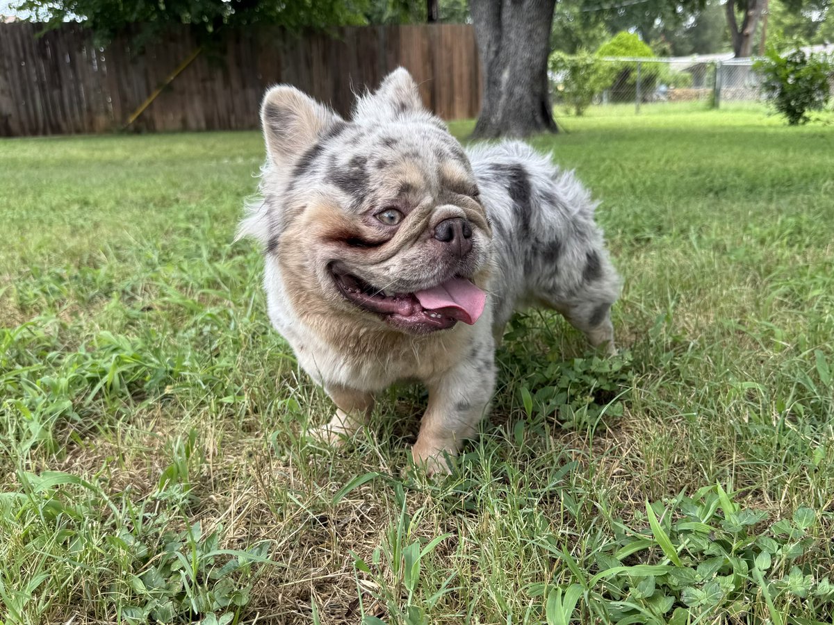 JayQue318's tweet image. Them Fluffy Boys Looking Good At The DogHouse 🔥🏆  
Get Next To Me For This Quality🩸🧬

Blue Dolla X Mista Perfect
@noblepedigreedoghouse 

#FluffyFrenchie #NoblePedigreeDogHouse #Stud #FrenchieStud #Dallas