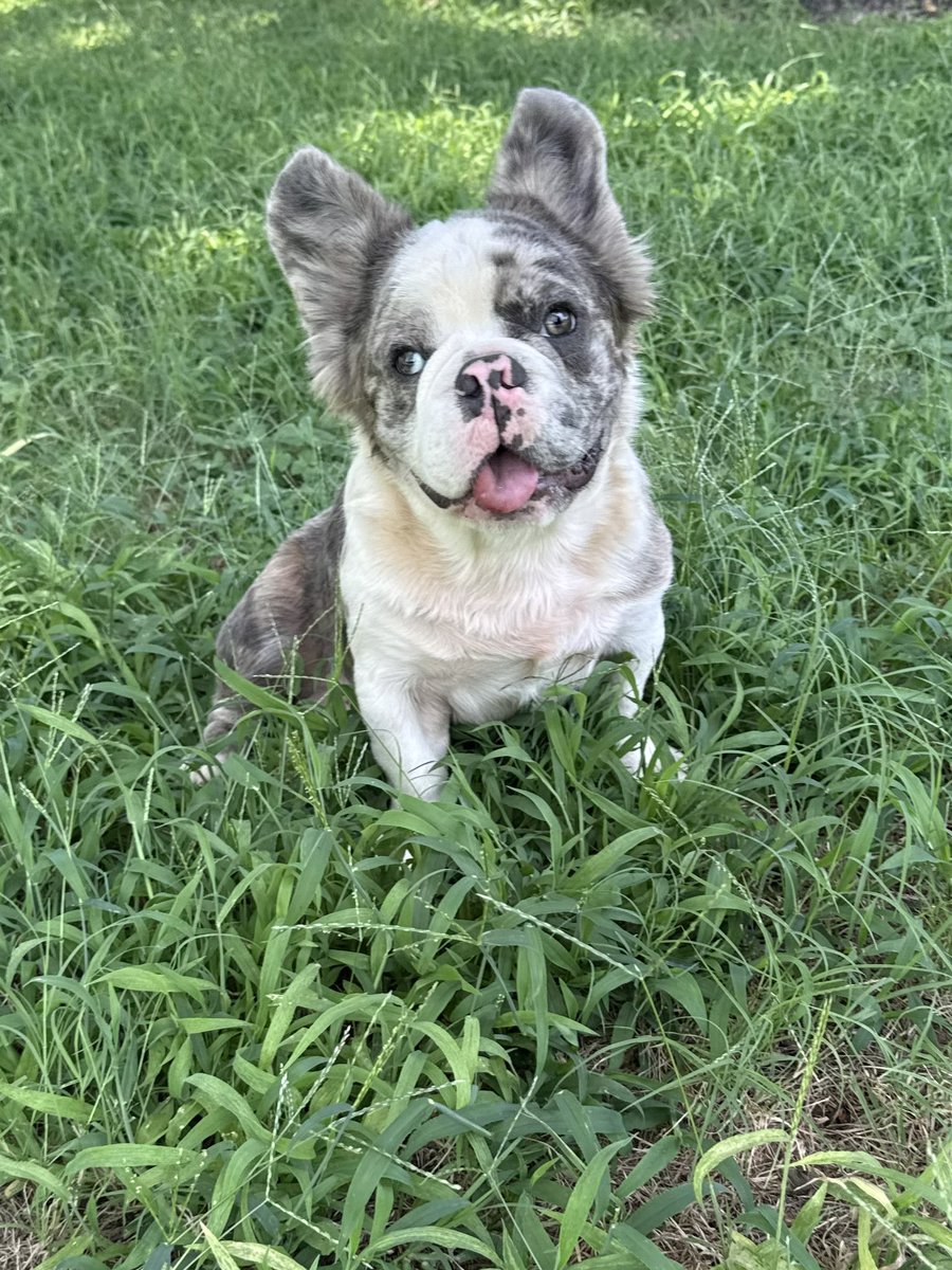 JayQue318's tweet image. Them Fluffy Boys Looking Good At The DogHouse 🔥🏆  
Get Next To Me For This Quality🩸🧬

Blue Dolla X Mista Perfect
@noblepedigreedoghouse 

#FluffyFrenchie #NoblePedigreeDogHouse #Stud #FrenchieStud #Dallas