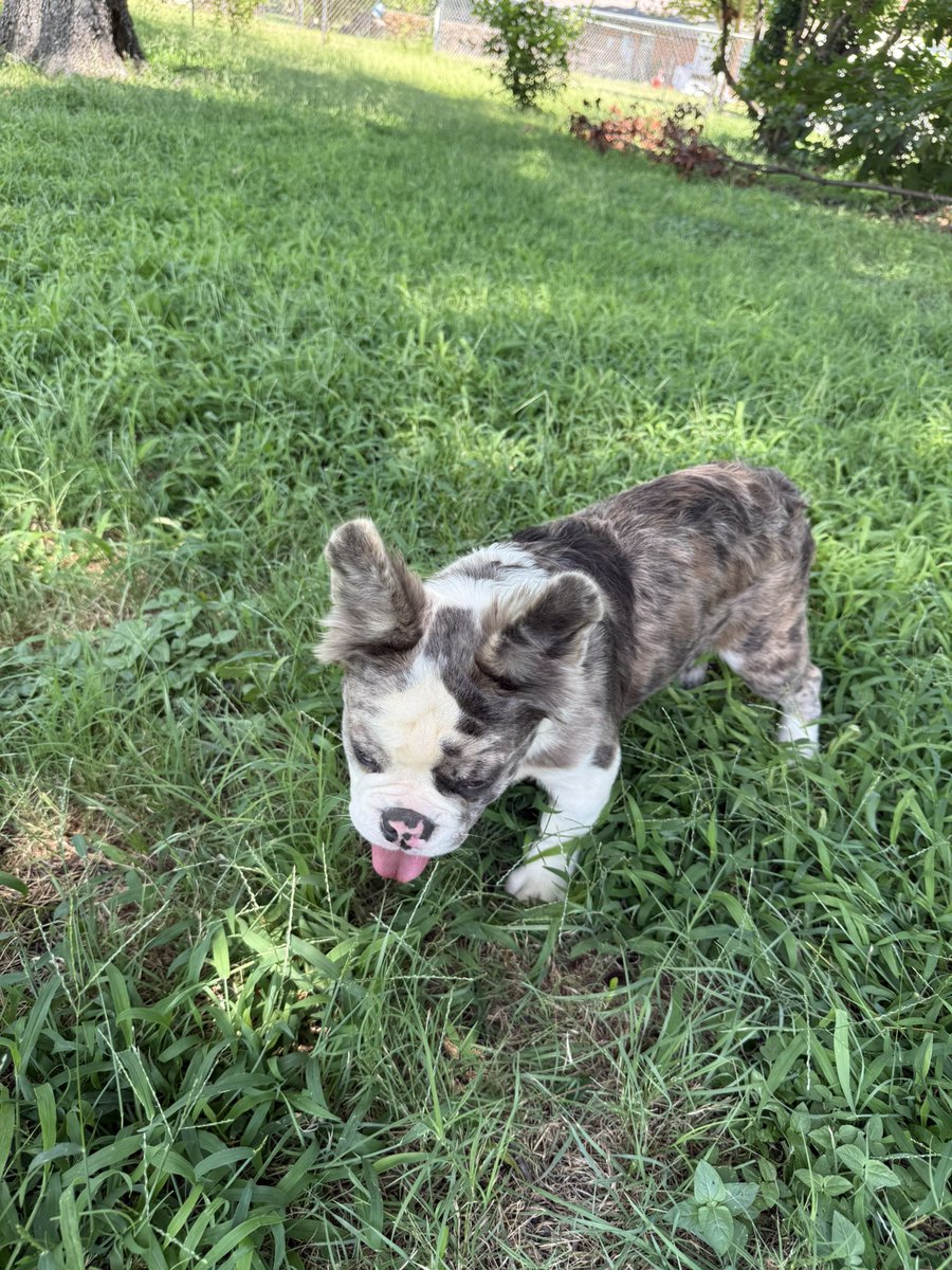 JayQue318's tweet image. Them Fluffy Boys Looking Good At The DogHouse 🔥🏆  
Get Next To Me For This Quality🩸🧬

Blue Dolla X Mista Perfect
@noblepedigreedoghouse 

#FluffyFrenchie #NoblePedigreeDogHouse #Stud #FrenchieStud #Dallas