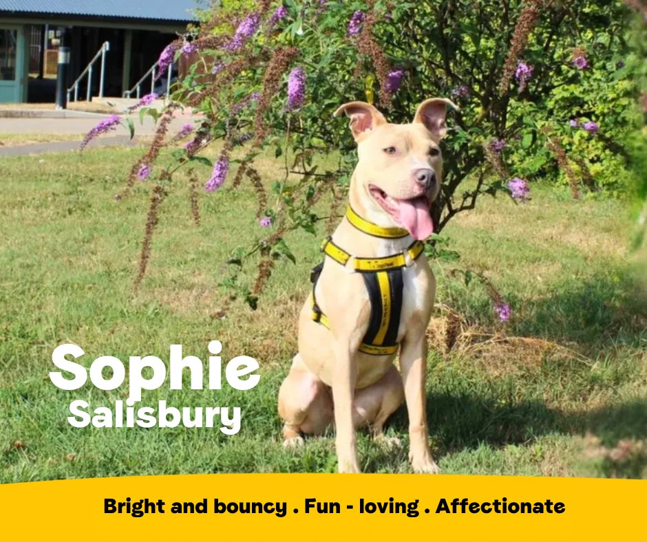 Sophie is a bright and bouncy girl who is looking for a loving home where she can go on lots of adventures with her favourite people. She adores back scratches and receiving all the fuss!💛
<a href="/DT_Salisbury/">Dogs Trust Salisbury</a>📍 bit.ly/41hFDnA