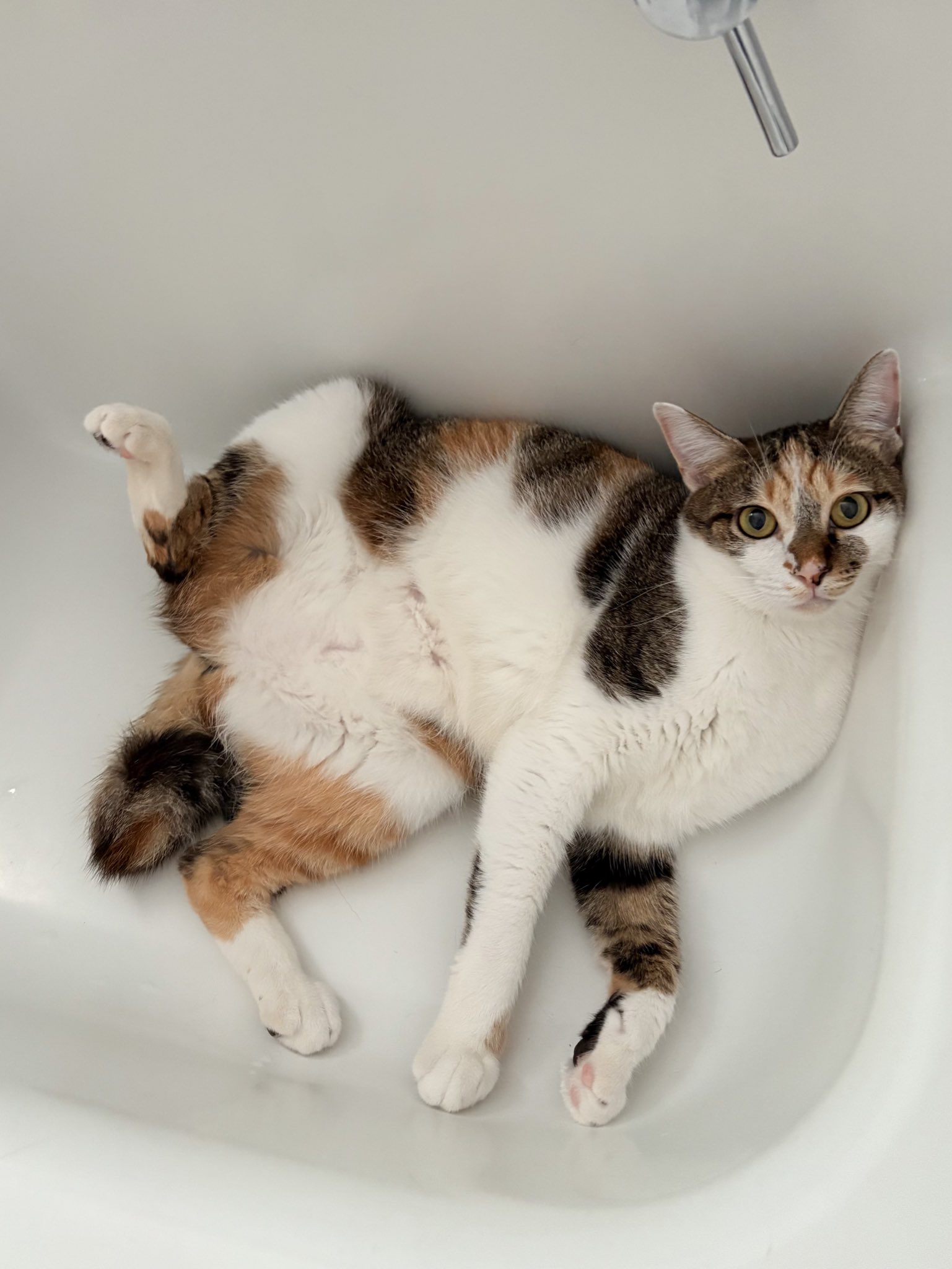猫 䨮凮on X: 
