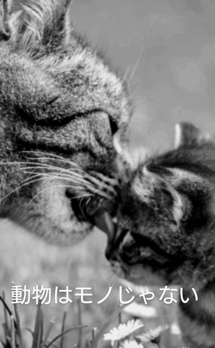 #動物虐待反対
#動物虐待を許さない 
#動物はモノじゃない
動物虐待遺棄は犯罪です！