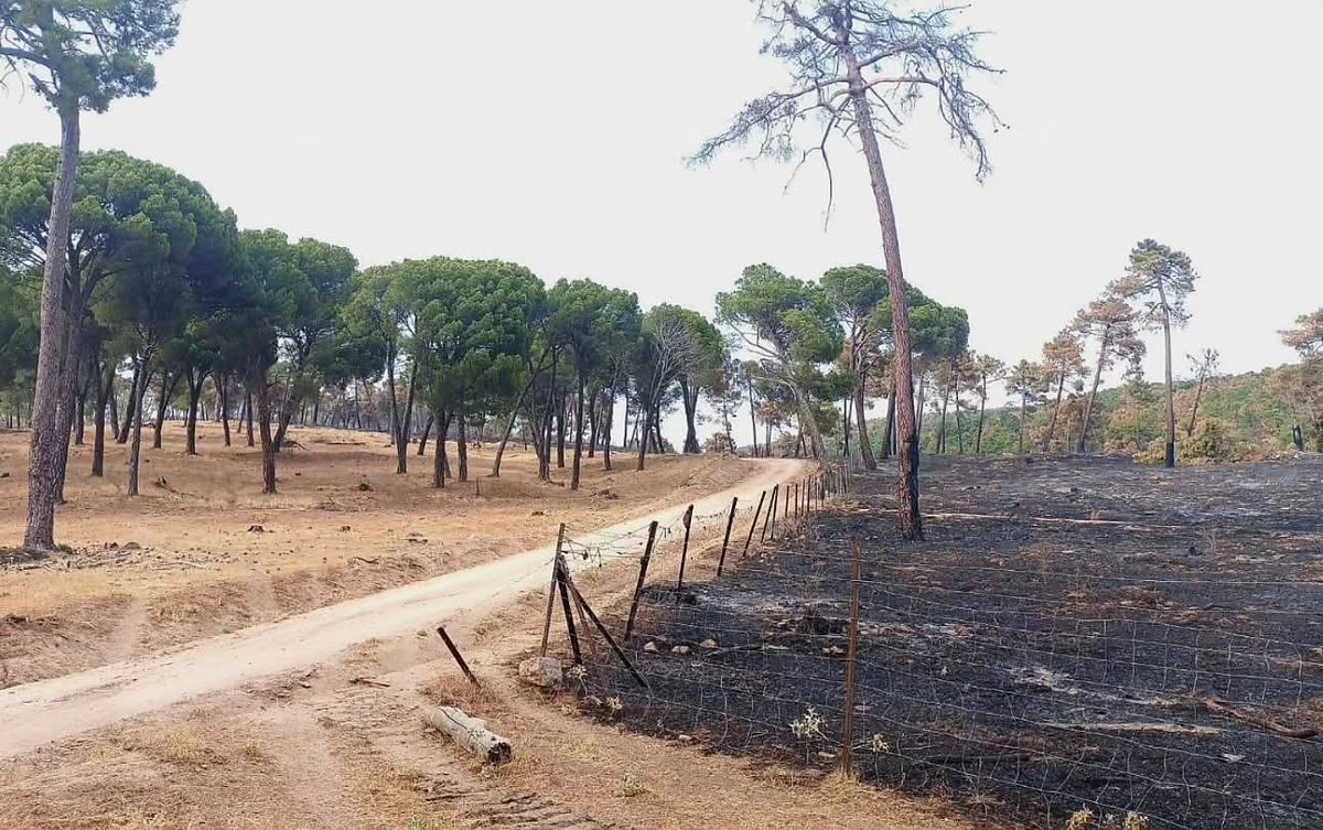 Una imagen vale más que mil palabras:
La zona de la derecha se cercó para impedir la entrada del ganado, por lo que acabó siendo pasto de las llamas.

El aprovechamiento de los montes de forma activa y rentable es la mejor forma de prevenir los grandes incendios.