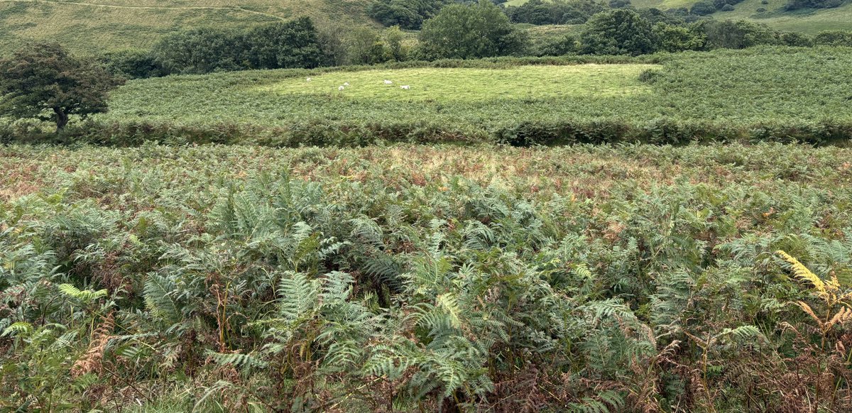 Everything you see in this photo used to be hay meadows and sheep grazing.

The sheep population has been reduced and reduced and what do you now have?

Bracken, bracken and more bracken… 

Slowly slowly bracken takes over. 

Won’t be long before that little remaining patch of