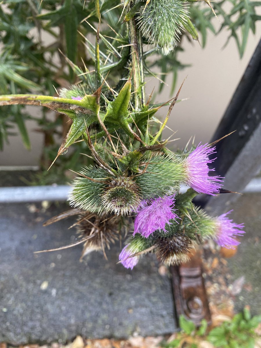 Sonia Zuccaro tweet media