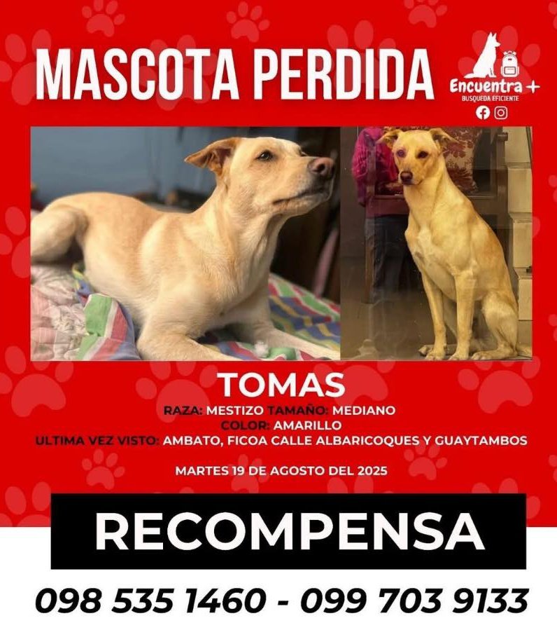 AlertaMePerdi's tweet photo. #PERDIDO #AMBATO
Nombre: #TOMÁS
Fecha: 19/08/25
Sector: Norte, Albaricoques y Guaytambos 
Sexo: Macho
Raza: Mestizo 
Obsv.: Nariz rodada, orejas caídas 
Contacto: 0985351460
SE OFRECE RECOMPENSA
¡Ayúdalo a volver con su familia!
#AlertaMePerdí https://t.co/LvR9sTG6p3