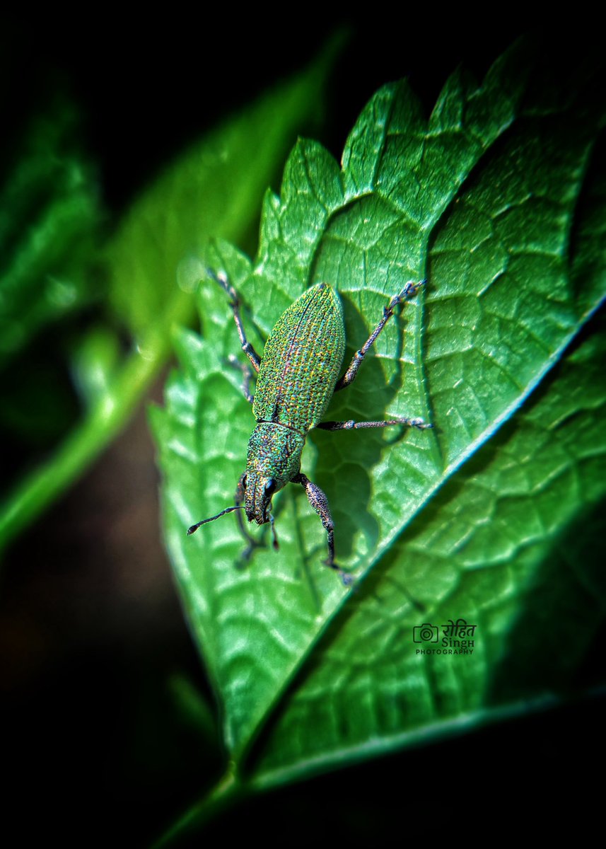 Rohit_forest's tweet photo. Macro mood. 🪲

#MacroPhotography #NaturePhotography #InsectPhotography #MacroMagic #MacroWorld #WildlifePhotography #CloseUpShot #MacroVibes #InstaNature #WildlifePerfection #NatureLovers #TinyWorld #NaturePerfection #MacroLife #mobilephotography https://t.co/aDOPKdv7i2