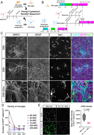A selection of preprints that I found interesting this week. They cover aging microglia, brain organoid models, computational pipelines, and proteome-scale AI. 

Contribute to open science &amp; earn $150 for a high-quality review: