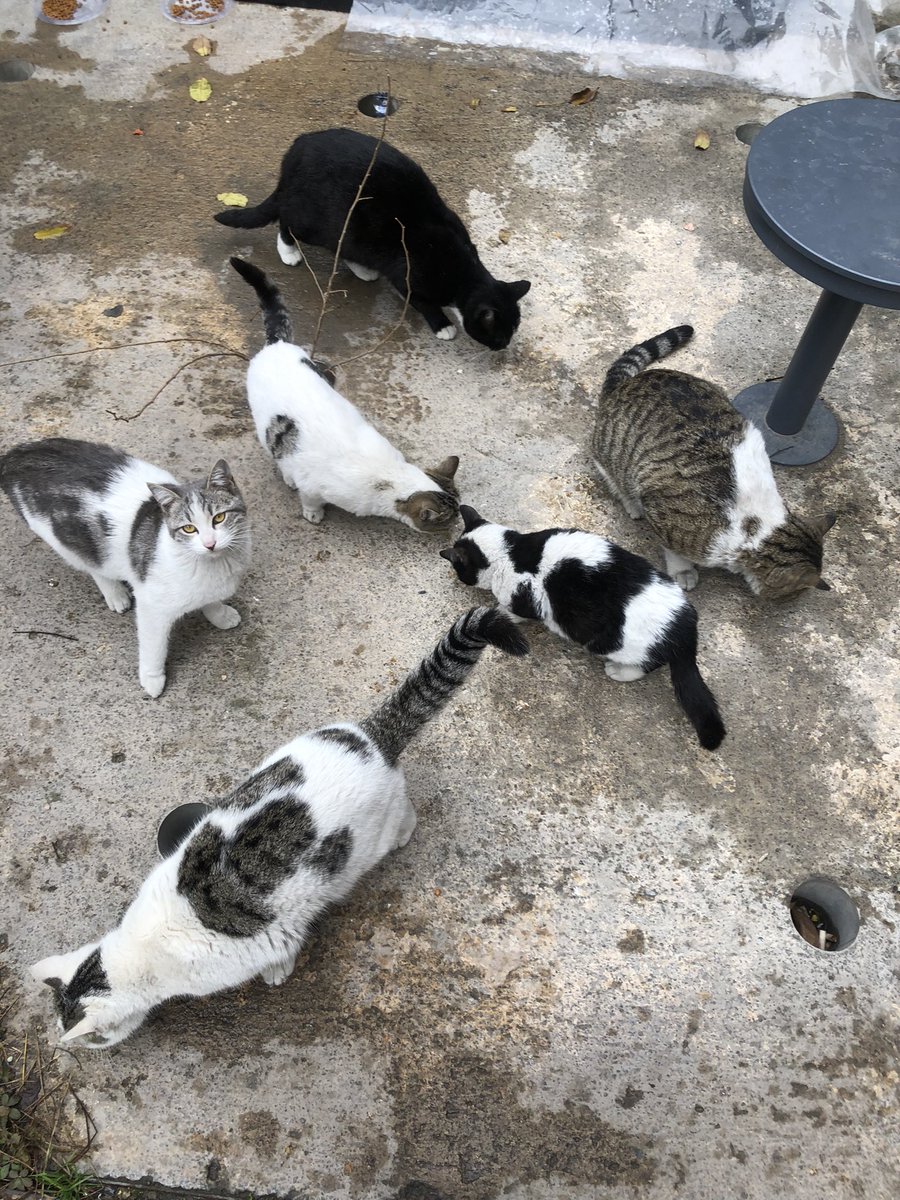 کل این زن و بچه ها حرمسرای یه گوربای نره😁