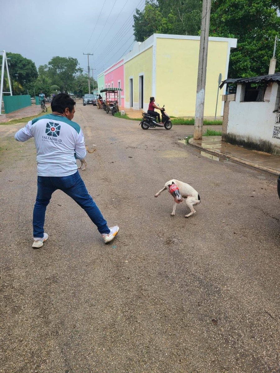 ElMomentoOfic's tweet image. Una #perrita callejera fue rescatada por elementos de Aseo Urbano de #Valladolid, después de quedar con la cabeza dentro de una #botella de plástico. 🐕💚
Tras algunos minutos de trabajo, lograron liberarla ¡Sana y salva! 🥳
Este caso es un recordatorio crucial: tirar #basura…