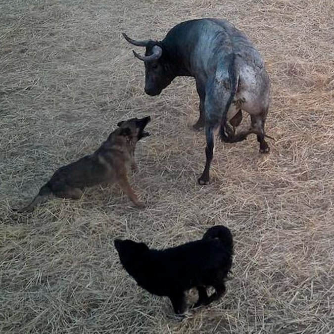 Perros azuzando a un toro durante un encierro en Fontanar (Guadalajara).

Los taurinos son unos sádicos. Disfrutan maltratando.