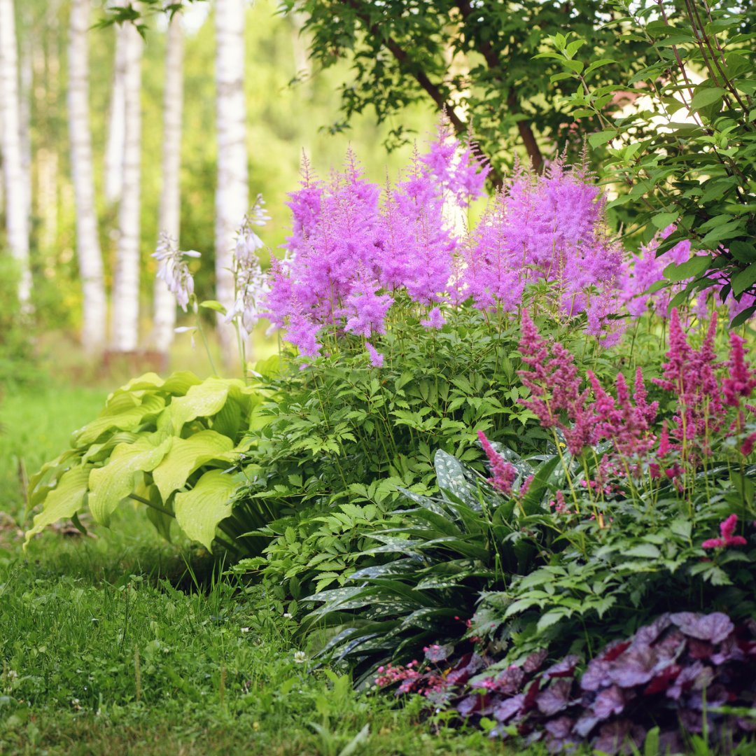 naturehills's tweet photo. 🌸 Looking for blooms that thrive in the shade?  Astilbe is the feathery favorite you didn’t know you needed! 

✨ Dive into the blog to discover top varieties and how to plant them → https://t.co/uEfAJTZBYD https://t.co/3lfvicZ1GM