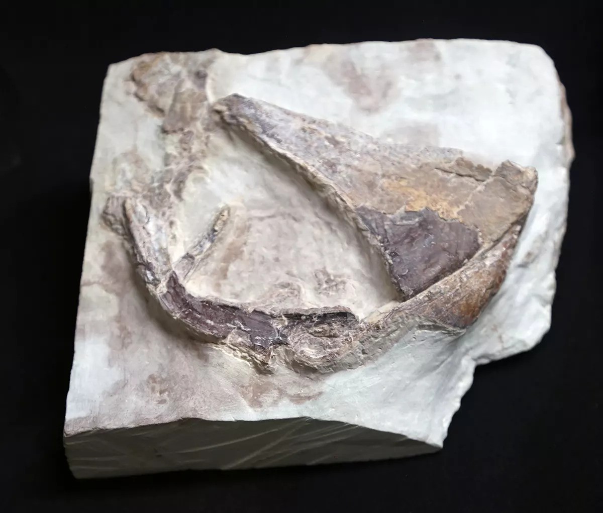 UofA Division of Research and Innovation (@uofa_research) on Twitter photo Proud of Celina Suarez from <a href="/UArkansas/">University of Arkansas</a>, & team, for their <a href="/ZionNPS/">Zion National Park</a> exhibit on the End Triassic Extinction (~201M yrs ago), when 75% of life vanished—clearing the way for dinosaurs.🌍🦖Their work links past climate change to lessons for today.
Read more: nps.gov/zion/learn/his… Proud of Celina Suarez from <a href="/UArkansas/">University of Arkansas</a>, & team, for their <a href="/ZionNPS/">Zion National Park</a> exhibit on the End Triassic Extinction (~201M yrs ago), when 75% of life vanished—clearing the way for dinosaurs.🌍🦖Their work links past climate change to lessons for today.
Read more: nps.gov/zion/learn/his…