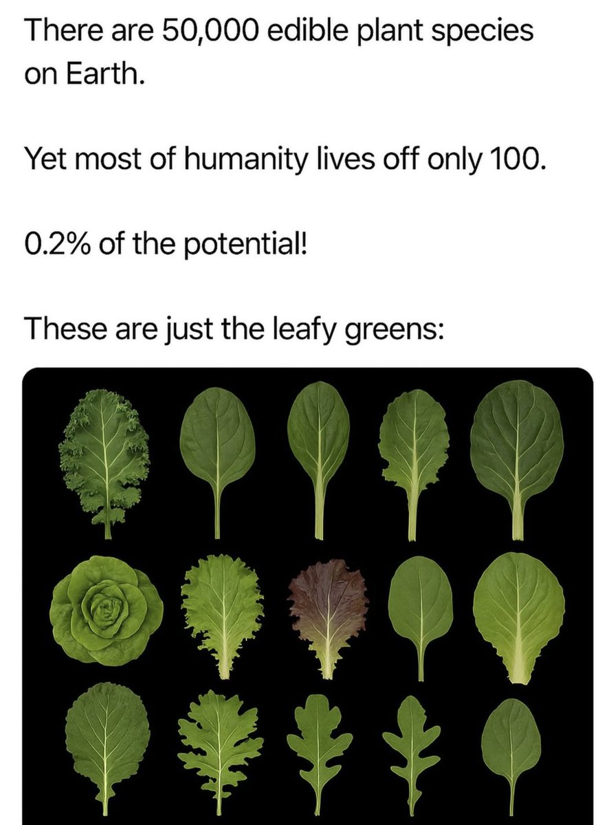 Louis De Jaeger - Commensalist tweet media
