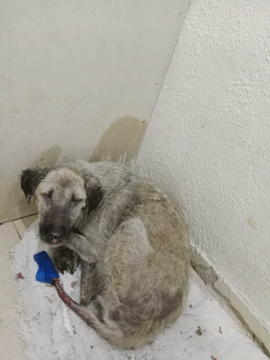 1/2

When I first met Jess my heart broke 💔😭

She was suffering from advanced leishmaniasis &amp; her vet had dumped her in a basement &amp; left her there to die with no treatment

I spoke with our coordinator &amp; said "Get her the hell out of there"

Read on to see her today 🧵⬇️