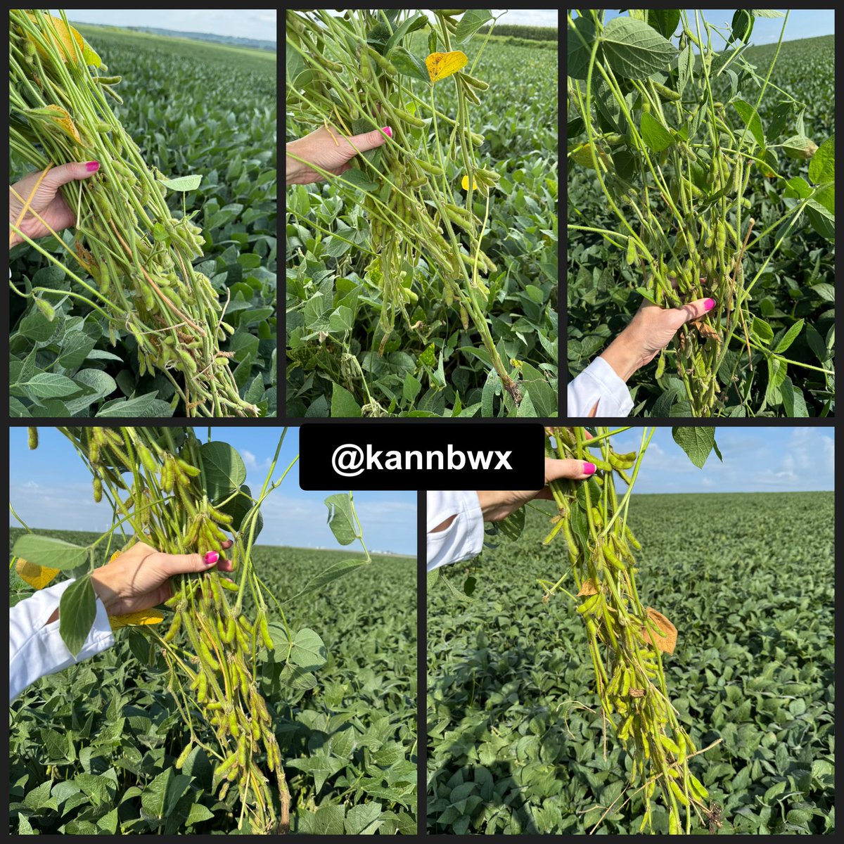 Through 5 stops in western Iowa on #pftour25:

Avg corn yield 228 bu/acre, up 11% from these same 5 stops last year, up 45% from 2023.

Avg soybean pod counts in a 3x3' plot are 1684. That's up 12% from last year and up 38% from 2023.

Some disease but crops look really good.