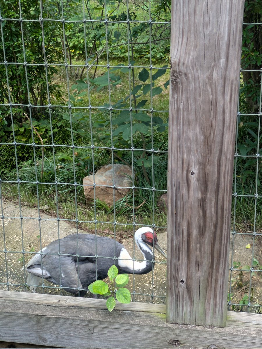 KombatNitro's tweet photo. Last week I went to the zoo with my dad and we had a blast!! https://t.co/RXoiV178JO