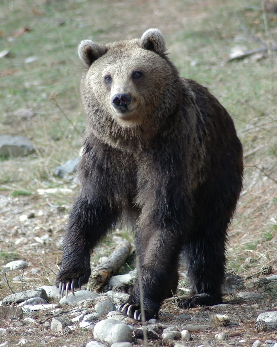 🐻 Marinka is 30 years old now and was rescued in November 2005.
She is one of the most skilful and cleverest inhabitants of BEAR SANCTUARY Belitsa. She takes advantage of every enrichment that our bear keepers make for her and the other bears in her enclosure.