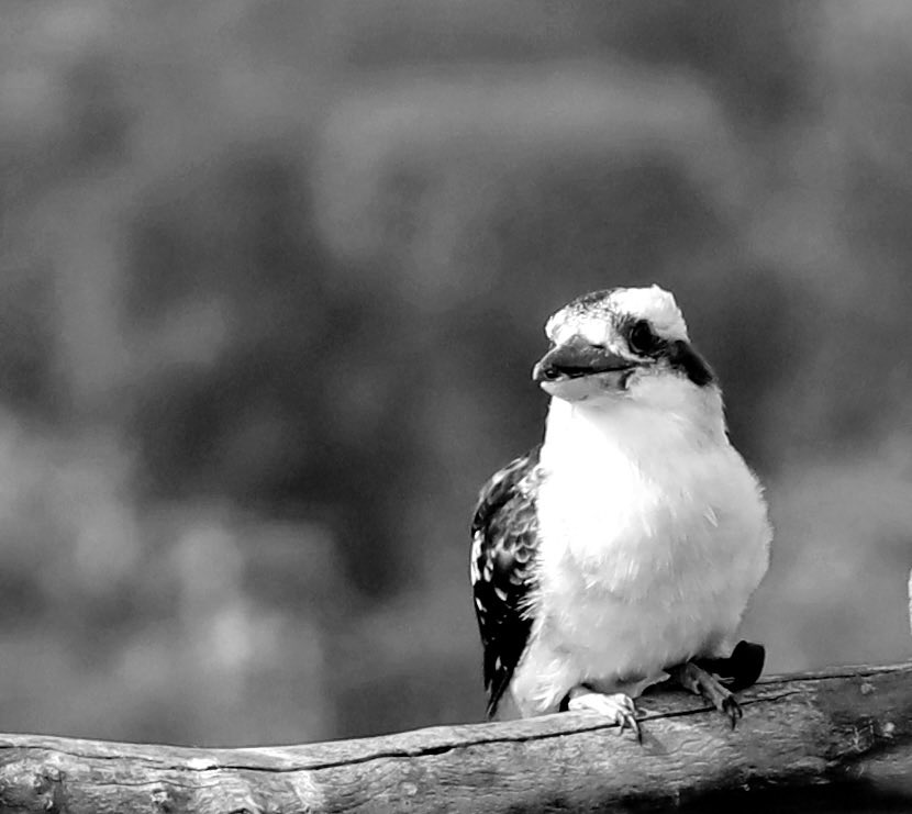 Just a few photos of birds which I took ⁦<a href="/WelshMountainZo/">Welsh Mountain Zoo</a>⁩ whilst on holiday in Wales last week. #WelshMountainZoo
