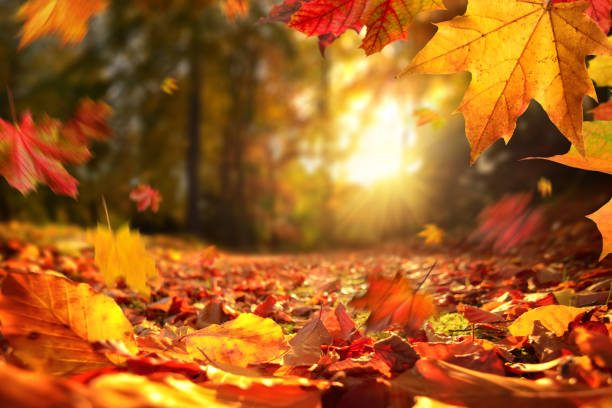Registration for Fall Community Ed classes is OPEN! See complete list of classes and register online at boiselearns.org.