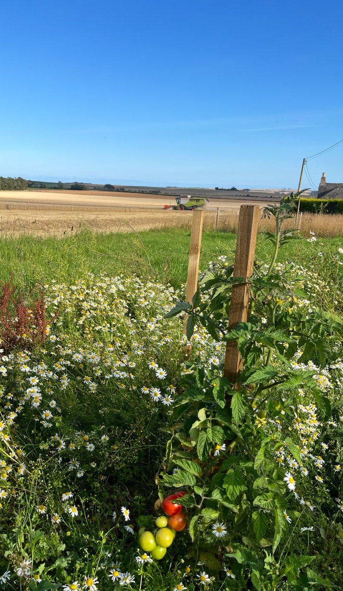 Two quite amazing sights in one picture -  ripe outdoor tomatoes and the last field of #Harvest2025 being cut on 20/08/25 #Angus #Scotland 🍅🌾