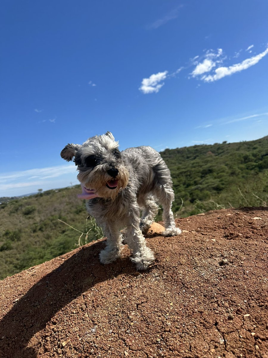 Lealtad, amor, y nobleza.