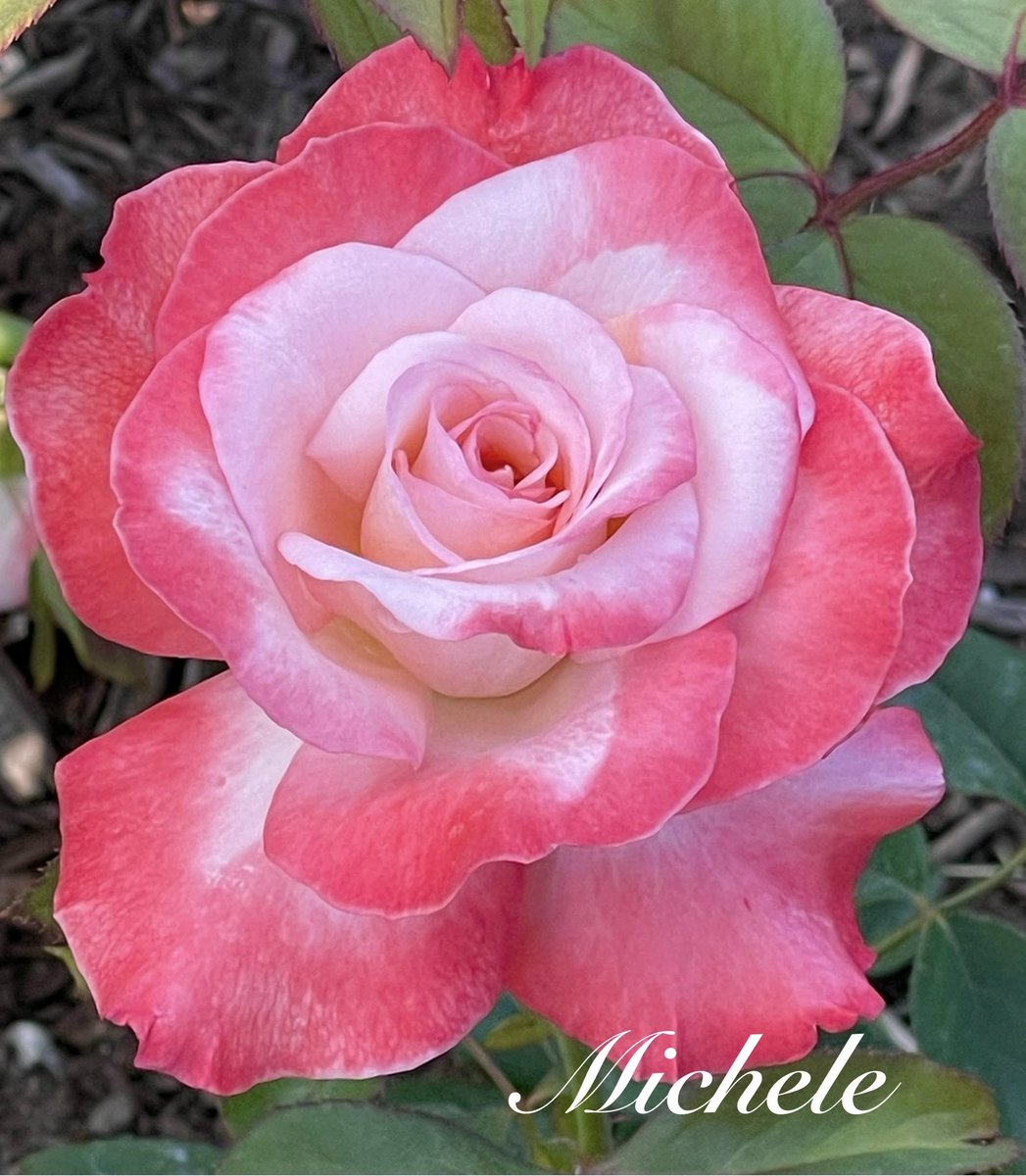 Loveliness from the local #rosegarden Have a wonderful day! 💗🥀😘 #RoseWednesday #Rose #roses #FlowersOnX #flowerphotography #flowers #FlowerLove #NatureBeauty #garden #flowerpictures #WorldPhotographyDay