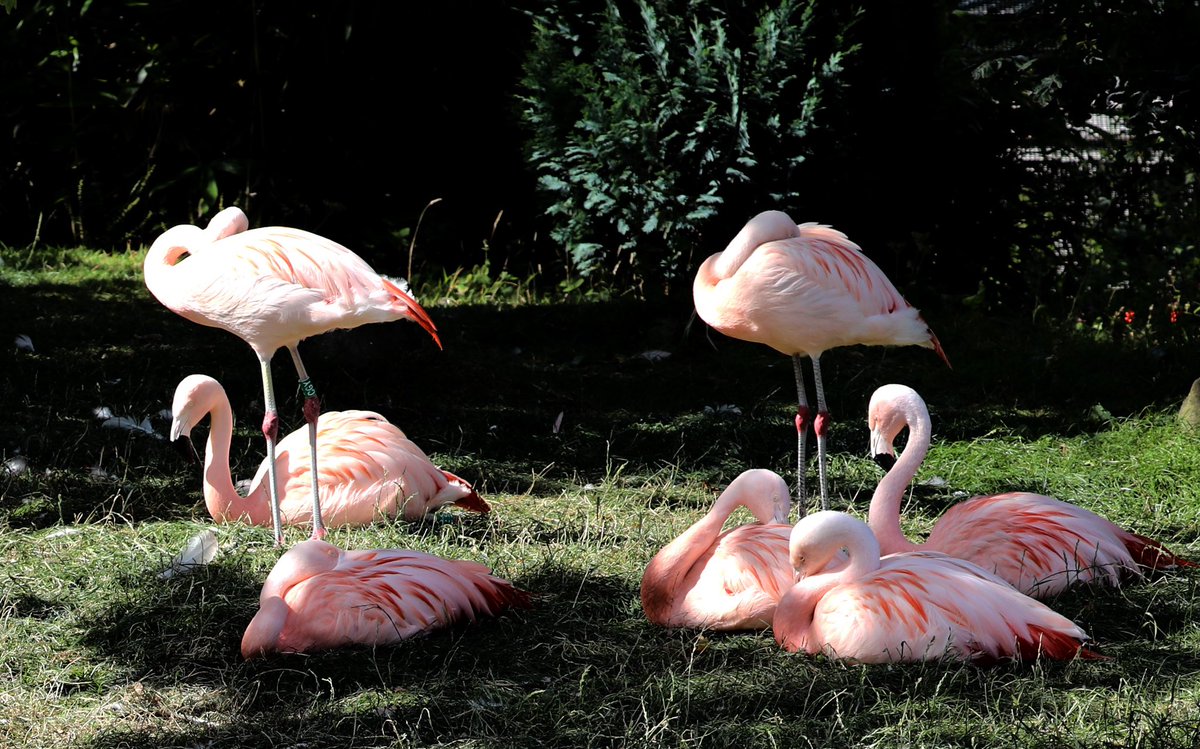 Just a few more photos of birds which I took ⁦<a href="/WelshMountainZo/">Welsh Mountain Zoo</a>⁩ whilst on holiday in Wales last week. #WelshMountainZoo