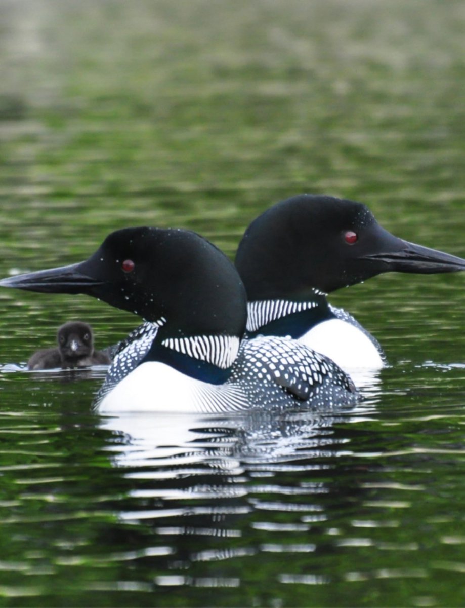 lpc_nh's tweet photo. Be part of our Annual Meeting &amp; 2025 State of the Loon Report with LPC Senior Biologist &amp; Executive Director Harry Vogel. Harry will share preliminary numbers and trends from New Hampshire’s 2025 loon breeding season, along with stunning loon photos and behind-the-scenes moments https://t.co/c7qMSAjwFe