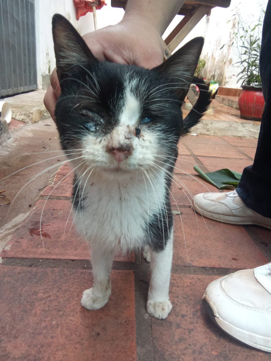 AYUDA URGENTE!!! Este gatito está muy mal😭😭😭 Necesitamos padrinos que nos ayuden a ingresarlo a una veterinaria! Ya no podemos más 💔
Cualquier aporte suma , Por favor! 🙏🏻 
ORTIZ RODAS ADRIANA JAZMIN
Banco Familiar 
ALIAS CI 5639606 
N° de cuenta 81704569