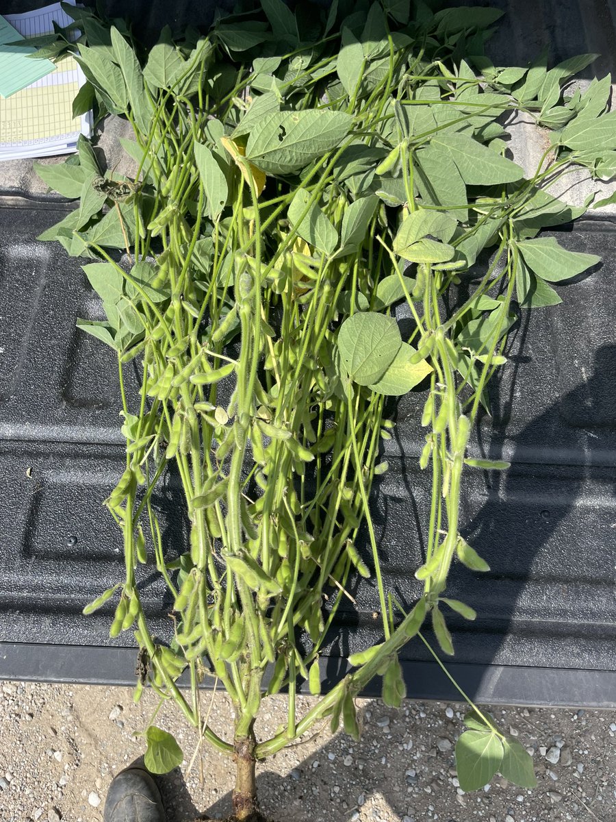 Crawford County IA beans flexing. It’s muscle. 355 pods #pftour25.