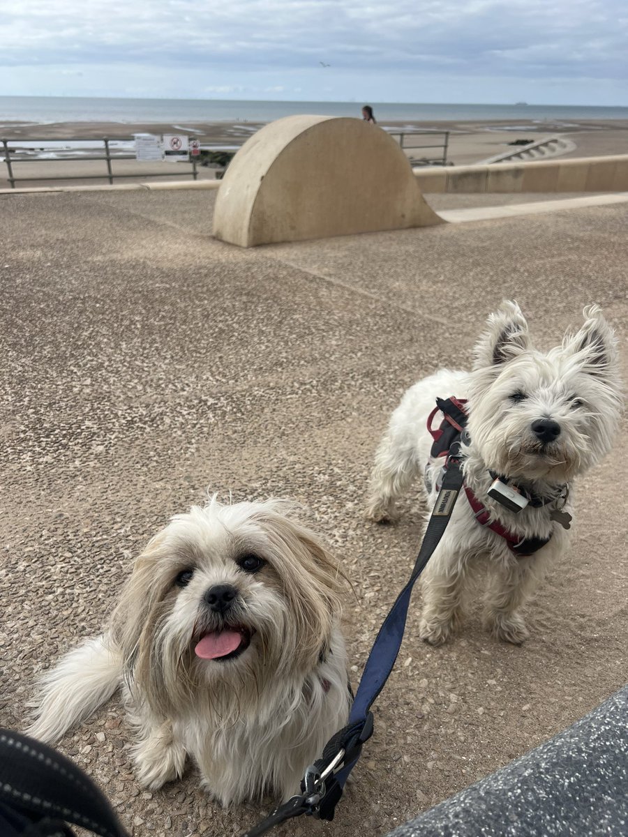 Beach Boys! 🐶🐶❤️