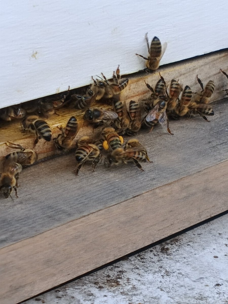 Check out the hard working young lady in the center of the pic. Her back haunches are both full to the brim of freshly harvested pollen. They will do this continuously from first light to dusk. 🐝