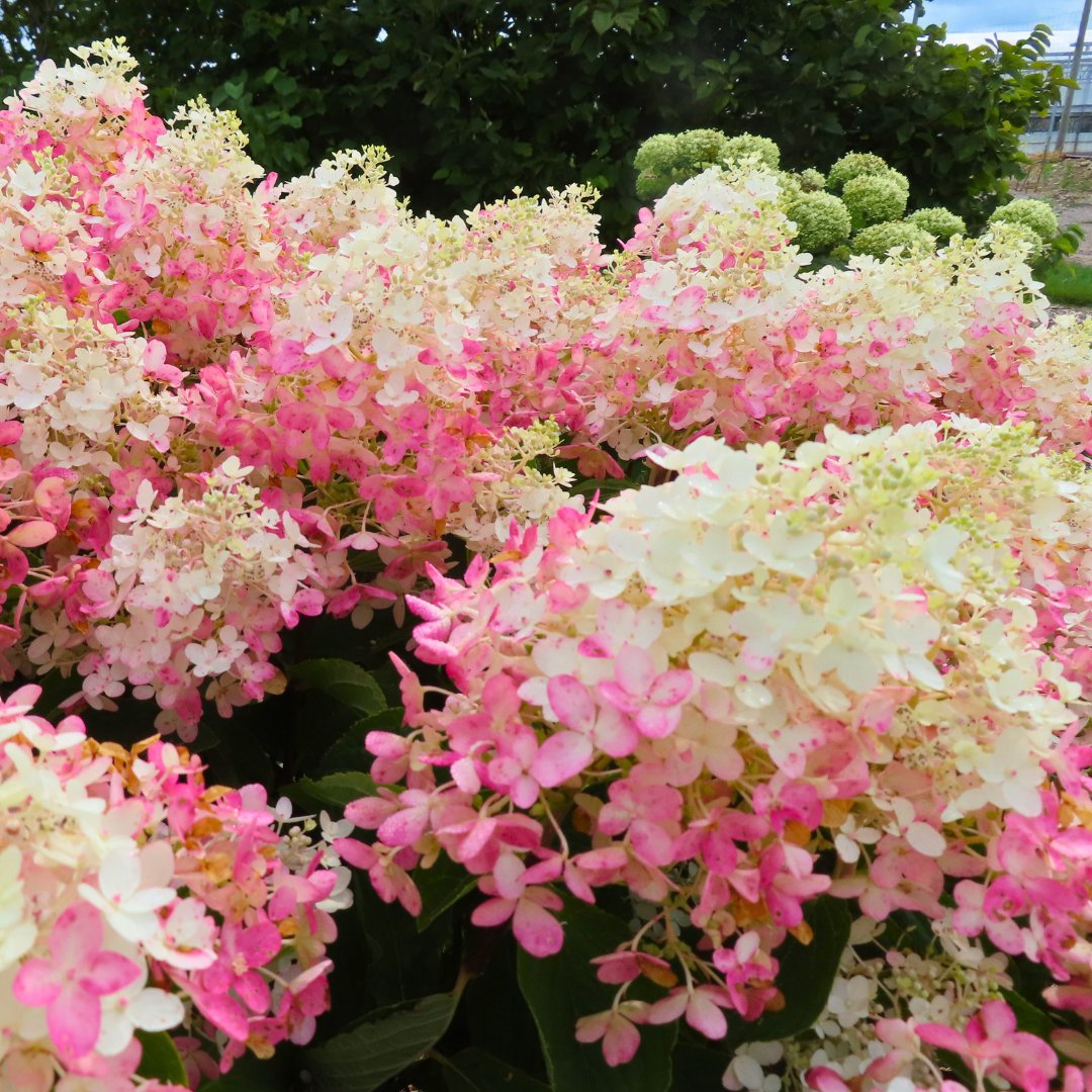 naturehills's tweet photo. 💅 She's flushing pink — and we’re obsessed.

The French Manicure® Hydrangea is starting its stunning transformation, turning from crisp white to soft blush from the bottom of each bloom upward… just like a perfect French manicure! 🌸🤍💗

🔗: https://t.co/AohwKhpf8N https://t.co/UtlDxJxtV9