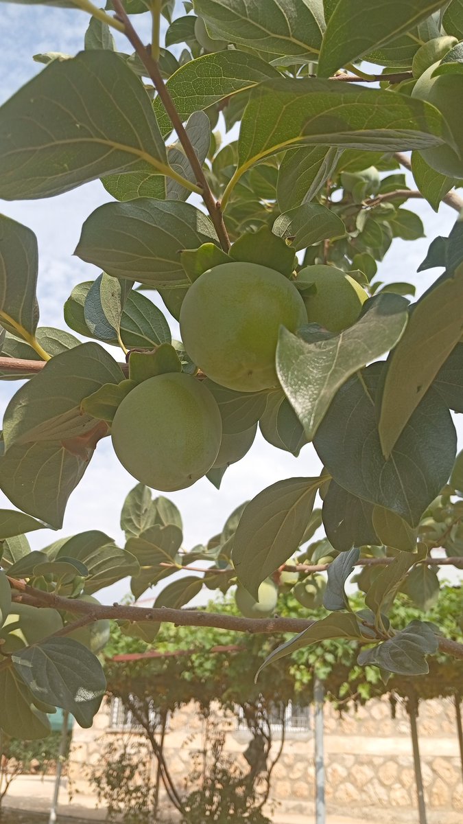 Çiftliğimizden <a href="/recepnazli/">Dr. Ali Recep Nazlı</a>