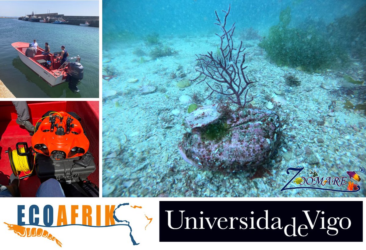 <a href="/ecoafrik/">EcoAfrik Platform</a> y la <a href="/uvigo/">Universidade de Vigo</a>, con apoyo técnico de <a href="/zoomare/">Leonardo Mantilla A., PhD.</a>, realizan primera campaña en el Parque Nacional das Illas Atlánticas (archipiélago de Sálvora) para tratar de evaluar el estado de las gorgonias introducidas en el marco de CABALGA de <a href="/AmicosAsoc/">Asociación Amicos</a>