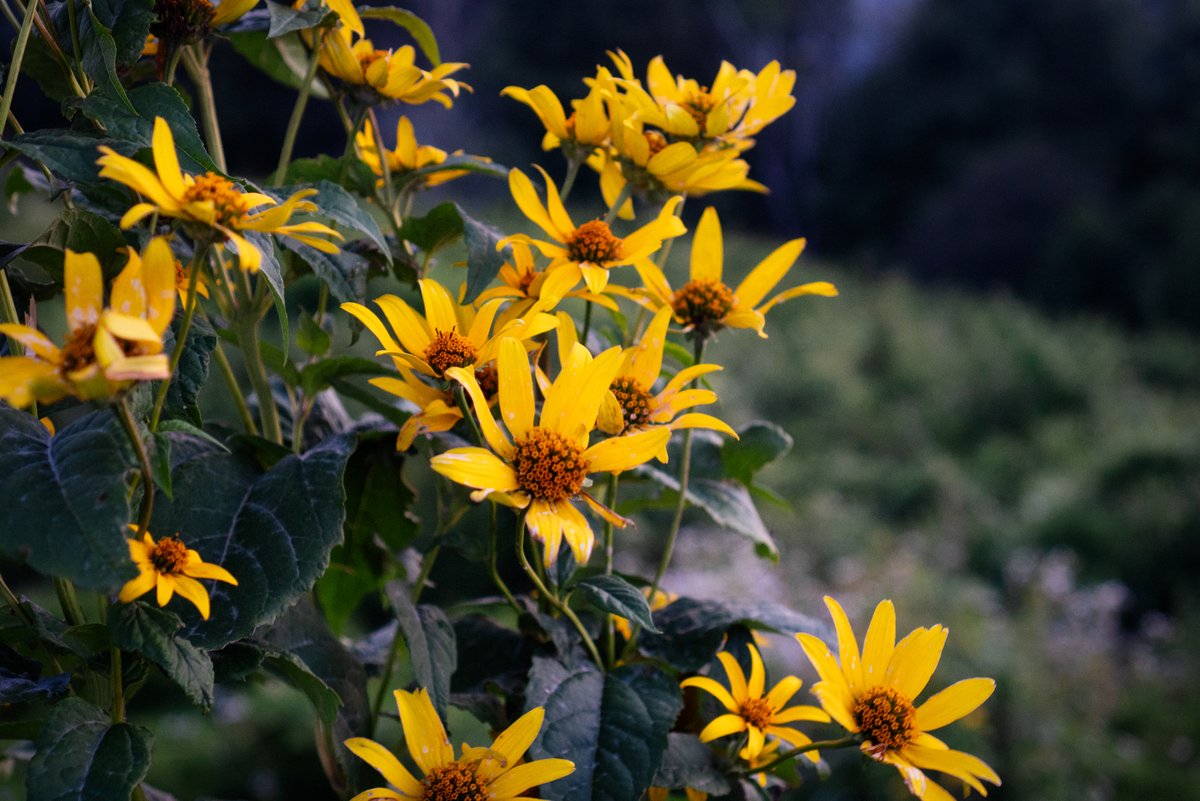 mySWVA's tweet photo. Flower hour in #swva
#myswva #visitswva #swvaoutdoors #vaisforlovers https://t.co/nc9A3E4WF8