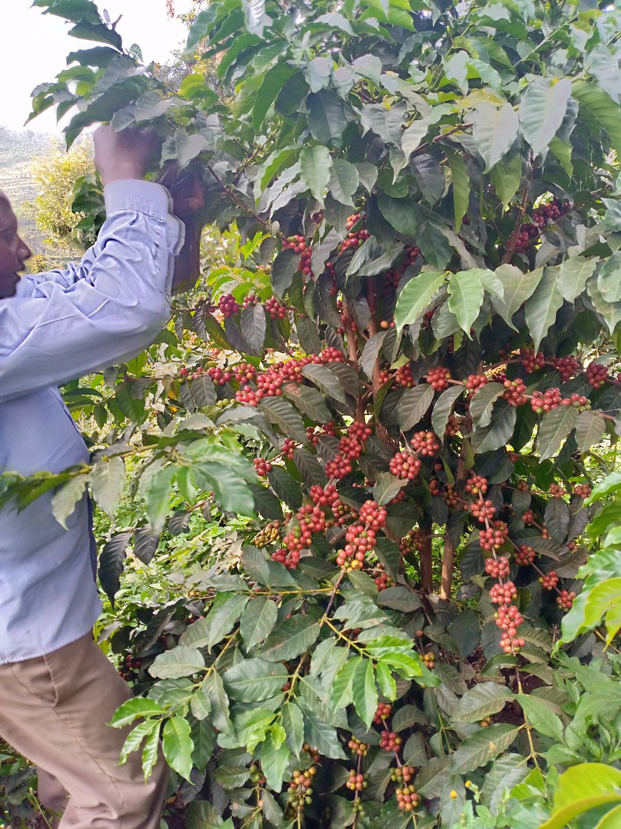 MashaCoffeeUg's tweet image. Salute to all coffee lovers out there. Our season for 2025 is so close and that means more great service to you. Do not hesitate to place your orders now! #MashaCoffeeUg @CoffeeUganda @MAAIF_Uganda @ugandaembassybj @ugandaEmbDK